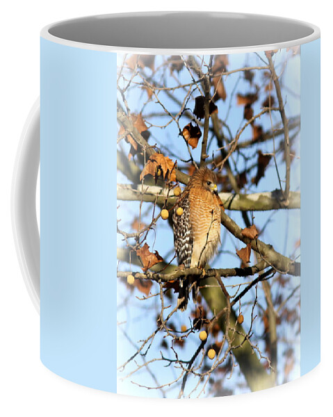 Red-shouldered Hawk Coffee Mug featuring the photograph Red-shouldered Hawk - IMG_7943 by Travis Truelove