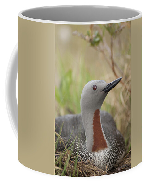 530795 Coffee Mug featuring the photograph Red-throated Loon On Nest Alaska by Michael Quinton