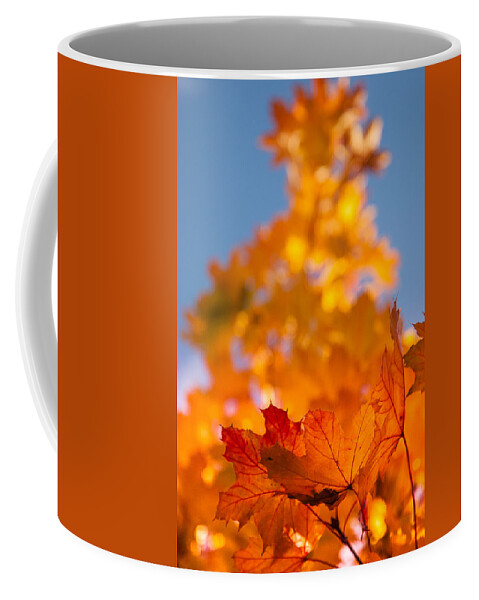 Salem Coffee Mug featuring the photograph Red tipped gold by Jeff Folger