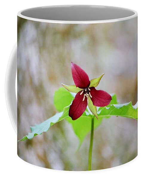 Red Trillium Coffee Mug featuring the photograph Red Trillium by David Porteus