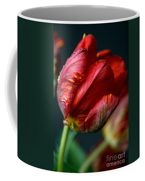 Tulip Coffee Mug featuring the photograph Red Tulip with Dew by Nailia Schwarz