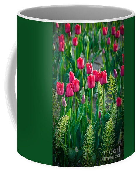 America Coffee Mug featuring the photograph Red tulips in Skagit Valley by Inge Johnsson