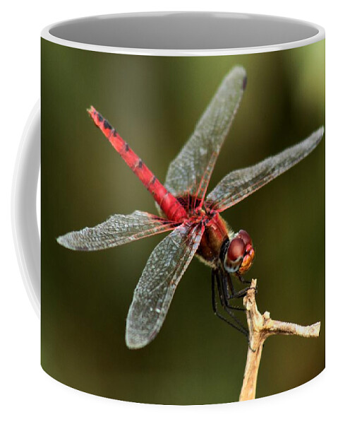 Red-veined Darter Coffee Mug featuring the photograph Red-veined Darter - My Joystick by Ramabhadran Thirupattur