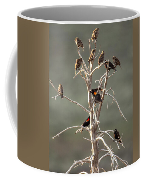 Bird Coffee Mug featuring the photograph Red Wing Gathering by Kevin Dietrich
