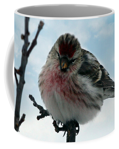 Redpoll Coffee Mug featuring the photograph Redpoll by Jackson Pearson