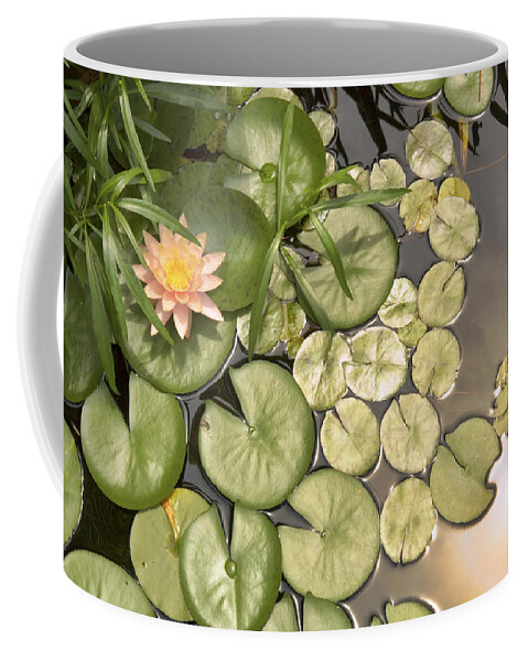Water Lilies Coffee Mug featuring the photograph Reflected Light upon Flowering Water Lilies by Jason Politte