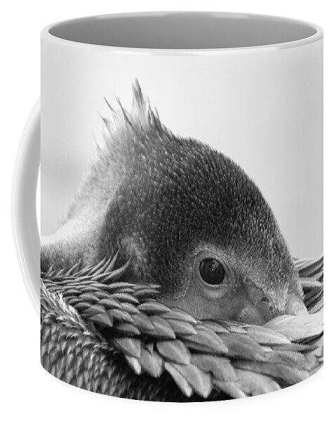 Pelican Coffee Mug featuring the photograph Resting Pelican by Bradford Martin