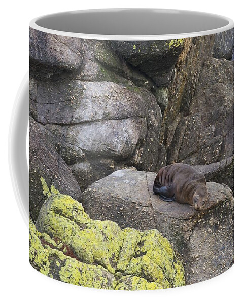 New Zealand Coffee Mug featuring the photograph Resting Seal by Stuart Litoff