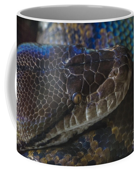 Clare Bambers Coffee Mug featuring the photograph Reticulated Python with Rainbow Scales by Clare Bambers