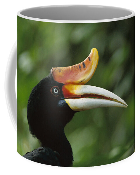 Feb0514 Coffee Mug featuring the photograph Rhinoceros Hornbill Profile by Gerry Ellis