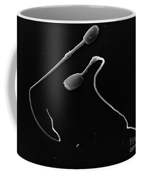 Science Coffee Mug featuring the photograph Rhinoceros Sperm Sem by David M. Phillips