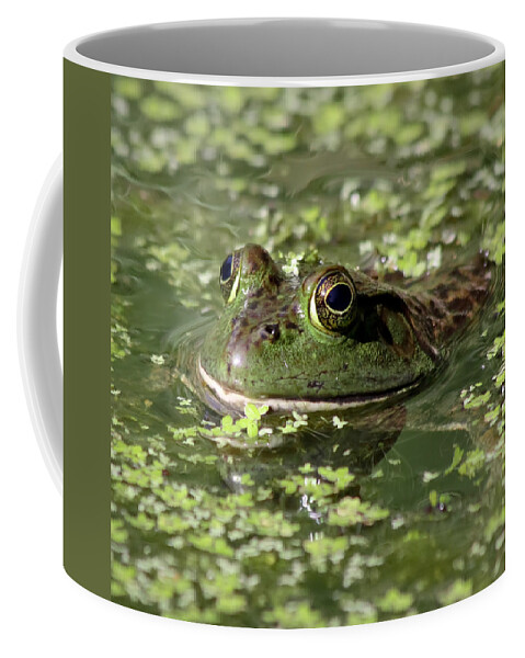 Frog Coffee Mug featuring the photograph Ribbit by Kim Hojnacki
