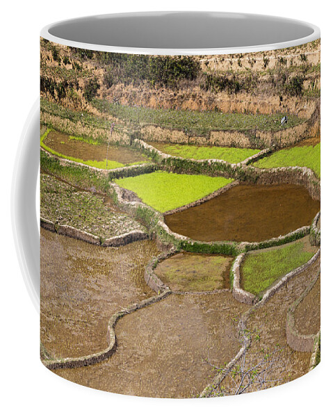 Feb0514 Coffee Mug featuring the photograph Rice Terraces Madagascar by Konrad Wothe