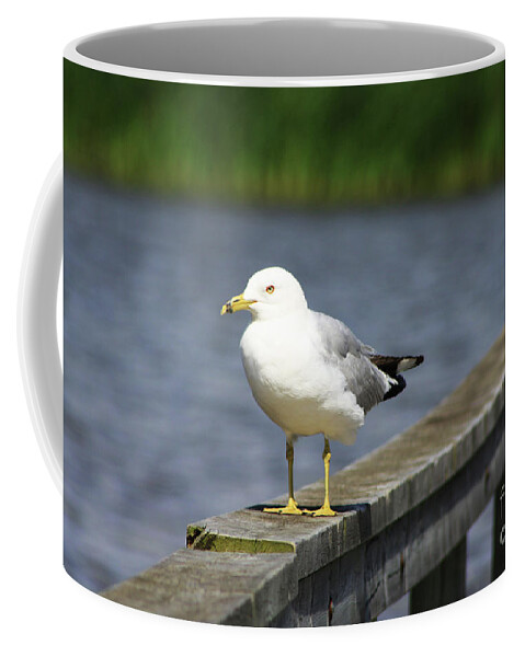 Ring Billed Coffee Mug featuring the photograph Ring-Billed Gull by Alyce Taylor