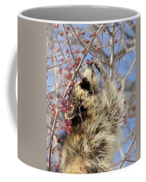 Raccoon Coffee Mug featuring the photograph Ripe for the Picking by Doris Potter