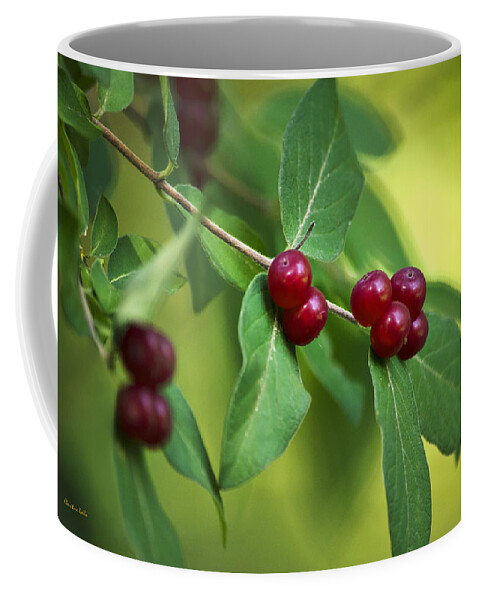 Red Berries Coffee Mug featuring the photograph Red Honeysuckle Berries by Christina Rollo