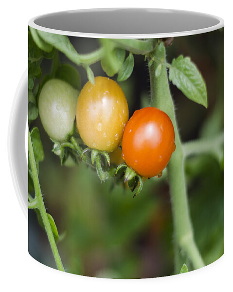 Tomatos Coffee Mug featuring the photograph Ripening by Heather Applegate