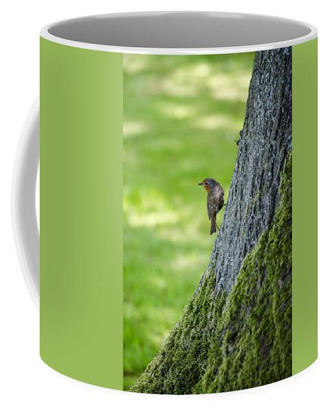 Garden Coffee Mug featuring the photograph Robin At Rest by Spikey Mouse Photography