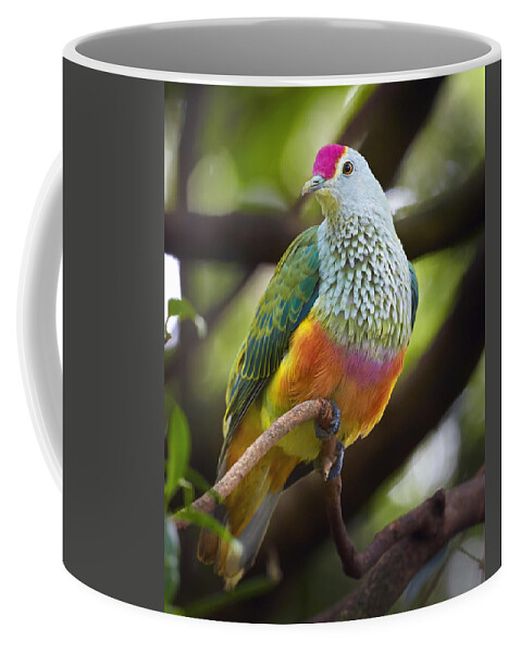 Martin Willis Coffee Mug featuring the photograph Rose-crowned Fruit-dove Australia by Martin Willis