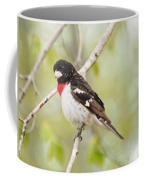 Bird Coffee Mug featuring the photograph Rosebreasted Grosbeak by Dorothy Lee