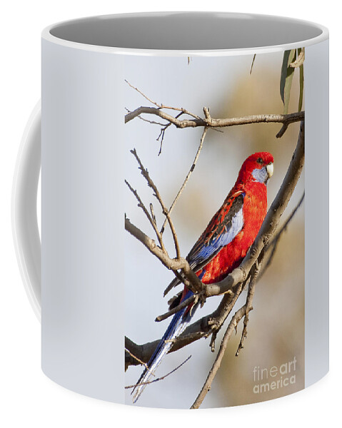 Australia Coffee Mug featuring the photograph Crimson Rosella 1 - Australia by Steven Ralser