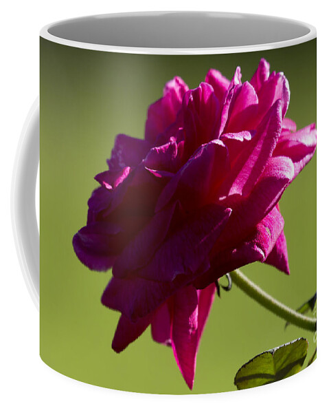 Rose Coffee Mug featuring the photograph Roses are Pink by Meg Rousher