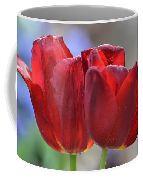 Ruby Tulip Twins Coffee Mug featuring the photograph Ruby Tulip Twins by Maria Urso