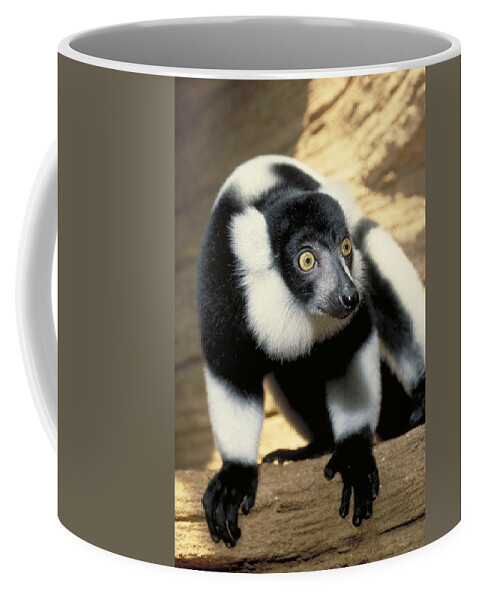 Vertical Coffee Mug featuring the photograph Ruffed Lemur by Larry Cameron
