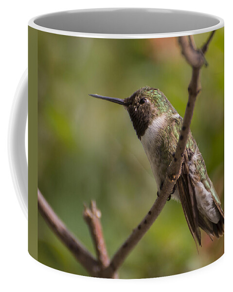 Florida Coffee Mug featuring the photograph Rufous Hummingbird by Penny Lisowski