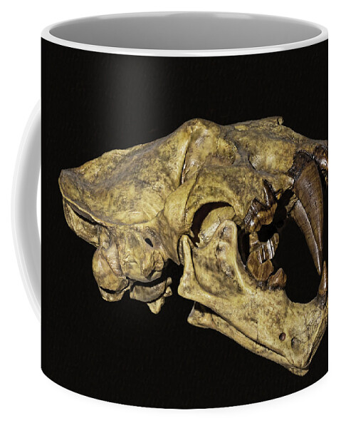 Animal Coffee Mug featuring the photograph Saber Tooth Cat Xenosmilus Skull by Millard H. Sharp