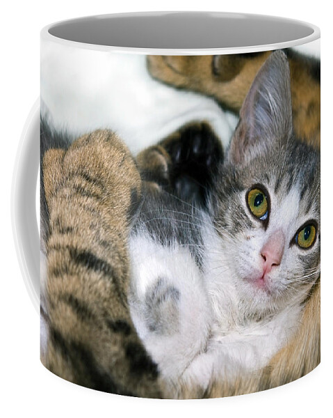 Cats Coffee Mug featuring the photograph Safe by Susan Leggett