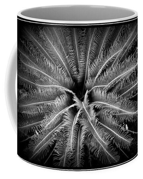 Sago Coffee Mug featuring the photograph Sago Palm by Farol Tomson