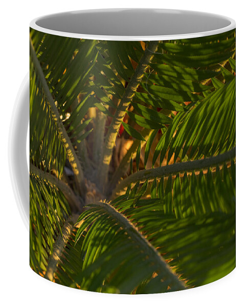 Palm Coffee Mug featuring the photograph Sago Symmetry 1 by Scott Campbell