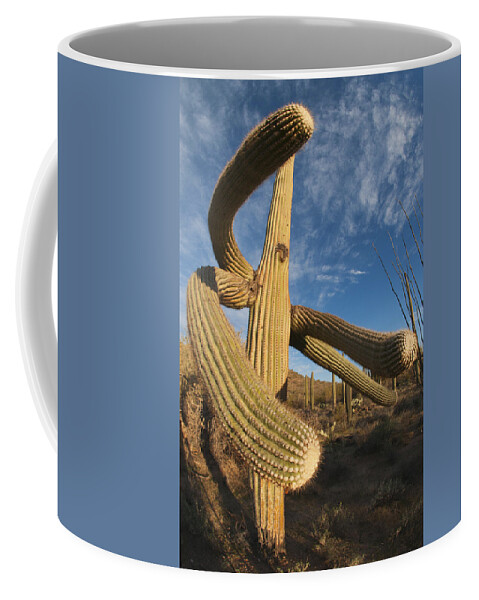 Feb0514 Coffee Mug featuring the photograph Saguaro Cactus Saguaro Np Arizona by Kevin Schafer