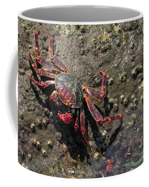 Red Rock Crab Coffee Mug featuring the photograph Sally Lightfoot Crab by Bradford Martin