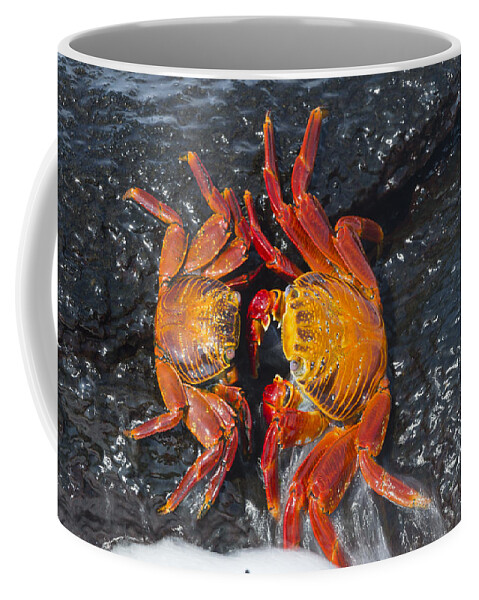 536812 Coffee Mug featuring the photograph Sally Lightfoot Crabs Galapagos Islands by Tui De Roy