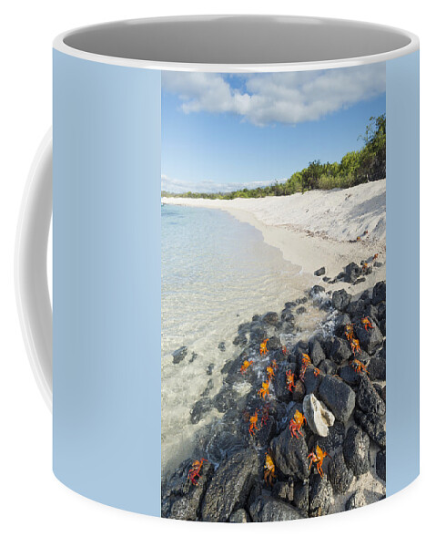 536822 Coffee Mug featuring the photograph Sally Lightfoot Crabs On Coastal Rocks by Tui De Roy