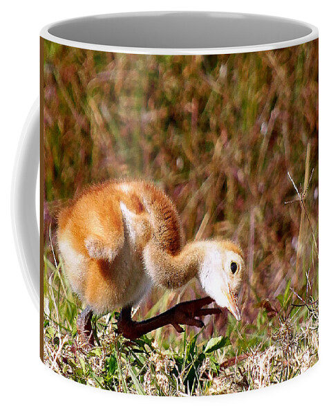  Fine Art Photograph Coffee Mug featuring the photograph Sand-Hill Chick Scratching by Christopher Mercer