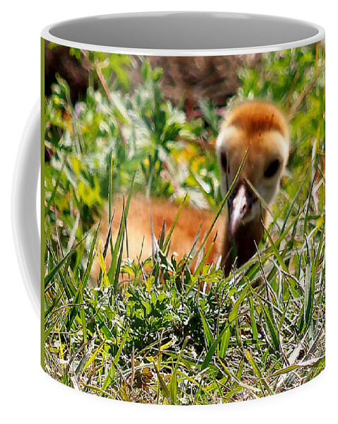Fine Art Photograph Coffee Mug featuring the photograph Sandhill Chick 005 by Christopher Mercer
