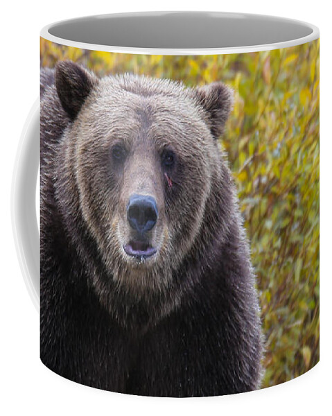 Bear Coffee Mug featuring the photograph Scar by Kevin Dietrich