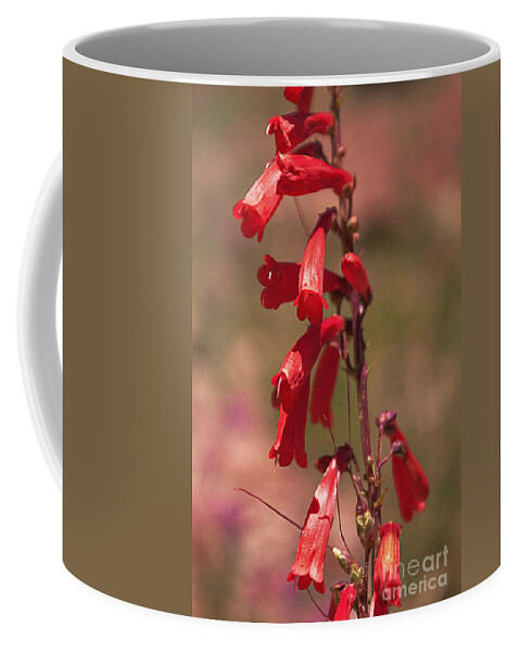 Scarlet Coffee Mug featuring the photograph Scarlet Colorado Penstemons by Janice Pariza