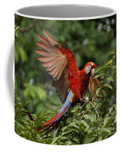 Feb0514 Coffee Mug featuring the photograph Scarlet Macaw Costa Rica by Hiroya Minakuchi