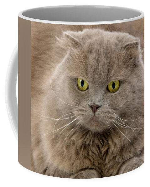Adult Coffee Mug featuring the photograph Scottish Fold Longhair, Female by Gerard Lacz