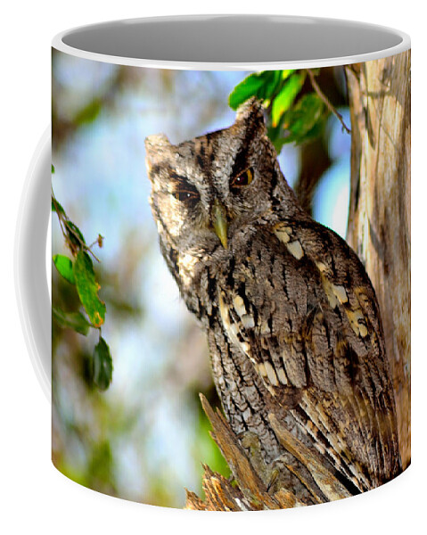 Owl Coffee Mug featuring the photograph Screech Owl by Shannon Harrington