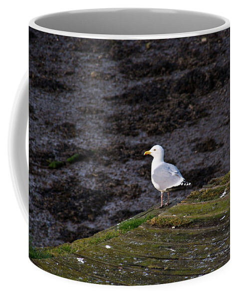 Sea Coffee Mug featuring the photograph Sea Gull and Moss by Douglas Barnett