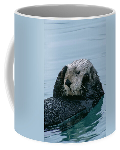 00600119 Coffee Mug featuring the photograph Sea Otter Grooming by Matthias Breiter