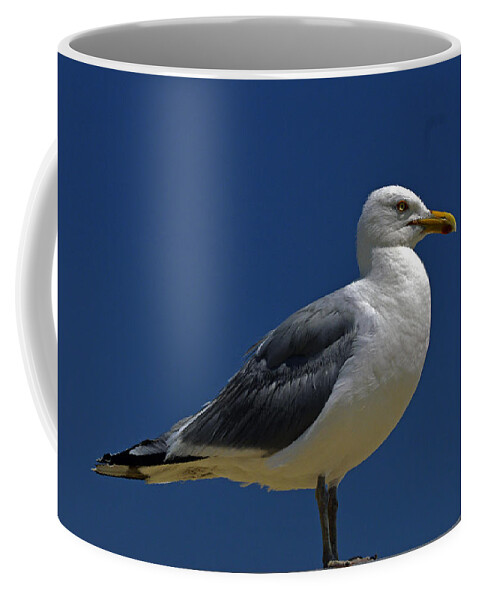 Seagull Coffee Mug featuring the photograph Seagull Iconic Beach Bird by Bill Swartwout