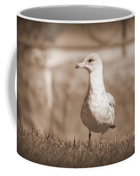 Seagulls Coffee Mug featuring the photograph Seagull in sephia by Jennifer E Doll