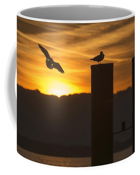 Seagull Coffee Mug featuring the photograph Seagull in the Sunset by Chevy Fleet
