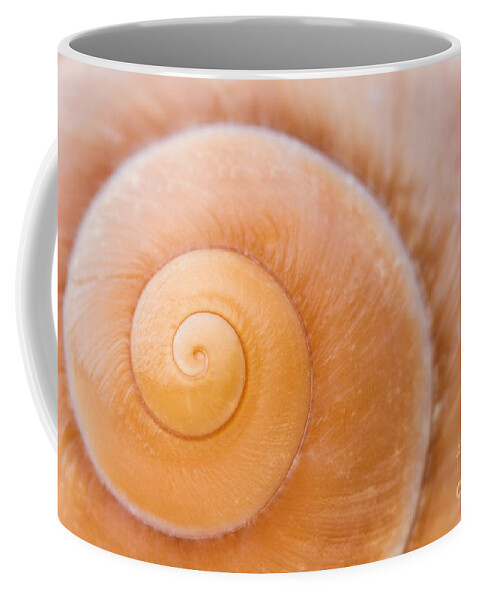 Seashell Coffee Mug featuring the photograph Seashell Spiral Close-up by Dawna Moore Photography